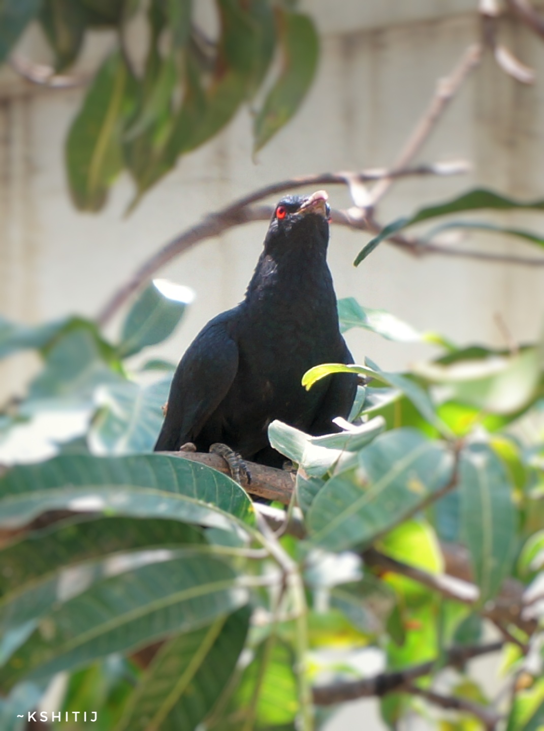 Asian Koel Image